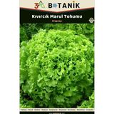 3A Botanik Kıvırcık Marul Tohumu, Yaprakları Kalın, Gevrek Ve Sulu Çeşit, 2 Gram/1.600-2.200 Adett Tohum
