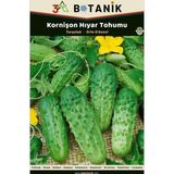 3A Botanik Kornişon Salatalık (Hıyar) Tohumu, Turşuluk Salatalık Çeşidi, 2 Gram/60-100 Adettohum