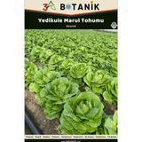 3A Botanik Yedikule Marul Tohumu, Iri Ve Geniş Yapraklı Çeşit, 2 Gram/1.600-2.200 Adet Tohum