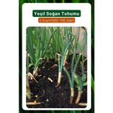 3A Botanik Yeşil Soğan Tohumu, Gevrek Ve Uzun Yapılı, 2 Gram/500-700 Adet Tohum