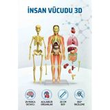 3D İnsan Vücudu Anatomisi Ve İskelet Modeli 29 Parça Detaylı Tasarım 20 Cm Eğitici Oyuncak