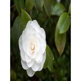 3'lü Beyaz Kamelya Çiçeği Fidanı 30-60 Cm Tüplü Çiçekli Bodur Bitkiler Camellia Flower