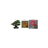 3'lü Bonsai Ağacı Ekim Seti Acer Rubrum Selvi Çınar Bonzai Ağacı Tohumu Kombin