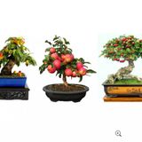 3lü Bonsai Ağacı Ekim Seti Şeftali Elma Alıç Bonzai Ağacı Tohumu Kombin
