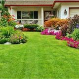 3lü Karaşım İthal Çİm Tohumu Çim Tohumu 1500 Gram Tohum +Hediye T