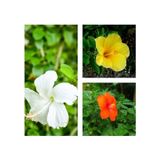 3'lü Karışık Renk Japon Gülü Çiçeği 20-30 Cm Tüplü Çiçekli Bodur Bitki Camellia Japonica