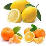 3'lü Narenciye Fidanı Paketi