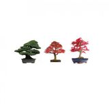 3lü Set Bonzai Ağacı Tohumu Bonsai Acer Rubrum Çınar Selvi Ekim