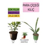 3'lü Set Para Çiçeği+ Kılıç Çiçeği+Hediyelik Tül, BTS04062025BYB325