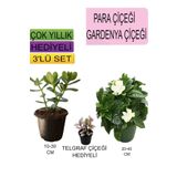 3'lü Set Para Çiçeği+Gardenya Çiçeği+Hediyelik Telgraf Çiçeği, BTSNU22042481