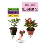 3'lü Set Para Çiçeği+Kırmızı Milli Dikenler Tacı+Hediyelik Kırmızı Gül Fidanı