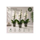 3'lü Set Poliwork 1,2 Litre Şeffaf Orkide Saksısı Gardenya Plastik Saksı Çiçek Saksısı