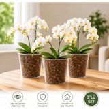 3'lü Set Poliwork 1,5 Litre Şeffaf Orkide Saksısı Plastik Saksı Çiçek Saksısı Kök Gelişim Saksısı