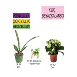 3'lü Set Tek Dikim Kılıç+ Beyaz Kalanşo+ Hediyelik Itır Çiçeği