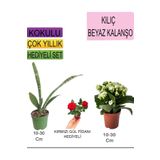 3'lü Set Tek Dikim Kılıç+ Beyaz Kalanşo+ Hediyelik Kırmızı Gül Fidanı