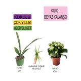 3'lü Set Tek Dikim Kılıç+ Beyaz Kalanşo+ Hediyelik Kurdele Çiçeği