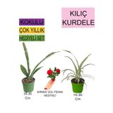 3'lü Set Tek Dikim Kılıç+Kurdele Çiçeği+Hediyelik Kırmızı Gül Fidanı, SRD03022025BYB299