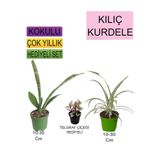 3'lü Set Tek Dikim Kılıç+Kurdele Çiçeği+Hediyelik Telgraf Çiçeği