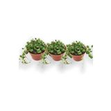 3'lü Tesbih Çiçeği [İnci Tanesi] Senecio Rowleyanus, BTSTS100