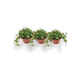 3'lü Tesbih Çiçeği [İnci Tanesi] Senecio Rowleyanus, SRD1322025BYB289