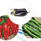 3'lü Yerli Hobi Tohum Seti-4 (hediye Solucan Gübresi)
