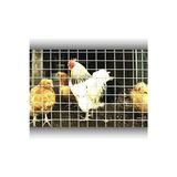 3x3 mm Galvanizli Bahçe Teli, 100X200 Cm, Dayanıklı ve Kullanışlı Hasır Kafes