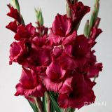 4 Adet Bordo Glayör Swan Gladiolus Çiçeği Soğanı 26632100279