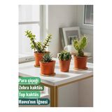 4 Adet Canlı Kaktüs - Para Çiçeği- Zebra Kaktüs - Top Kaktüs- Havva'nın İğnesi