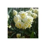4 ADET DOUBLE KATMERLİ NERGİS ÇİÇEK SOĞANI KOKULU 1027853