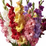 4 Adet Karışık Glayöl Swan Gladiolus Çiçeği Soğanı 26632100331