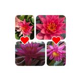 4 Adet Karışık Nadir Renklerde Lotus (Nilüfer) Çiçeği Tohumu lotus5tohum4nadir