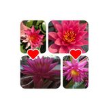 4 Adet Karışık Nadir Renklerde Lotus (Nilüfer) Çiçeği Tohumu