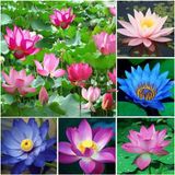 4 Adet Karışık Renklerde Lotus (Nilüfer) Çiçeği Tohumu