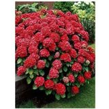 4 Adet Kırmızı,pembe,mor,beyaz Ithal Ortanca Fidanı Tüplü 1.kalite Özel 30-50 cm