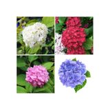 4 Adet Kırmızı,pembe,mor,beyaz Ortanca Çiçeği Fidanı 20-35 Cm Tüplü Çiçekli Bodur Hydrangea