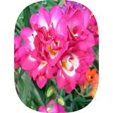 4 Adet Pembe Frezya Soğanı Mis Kokulu Katmerli