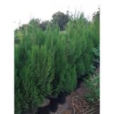 4 Adet Tüplü Çit Mazı Çamı Fidanı Yaş 2 Boy 40-60cm