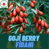 4 Adet Tüplü Nadir Çeşit Goji Berry Kurt Üzümü