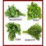 4 ÇEŞİT YEŞİLLİK TOHUM SETİ MAYDANOZ,ROKA,TERE,DEREOTU