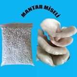 4 Kg İstiridye Mantarı Tohumu ( 16 Ekim Poşeti Hediye)