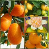 4 Lü Aşılı Özel Narenciye Fidanı Pakedi Kamkat. Limon. Mandalin.