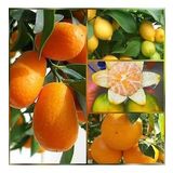 4 lü Aşılı Özel Narenciye Fidanı Pakedi (Kamkat, Yediveren Limon, Okitsu Mandalin,Washington Portakal)