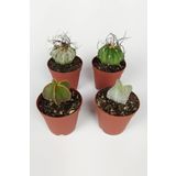 4 Lü Astrophytum Özel Tür Kaktüs Seti 5.5 Cm Saksıda