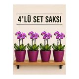 4 Lü Bordo Renk Orkide Saksısı