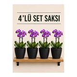 4 Lü Siyah Renk Orkide Saksısı
