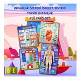 4 Set - 151 Parça İskelet , İç Organlar Sistemi , Takvim Ve Rakamları Öğreniyorum Keçe Cırtlı Duvar Panoları , Eğitici Oyuncak