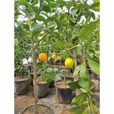 4 Taş Tam Bodur Tijli Yediveren Limon Fidanı