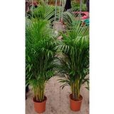 4 yaş Areca Palmiyesi-Dypsis Lutescens 160-180 cm