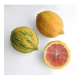 4 Yaş Aşılı Tropikal Pembe Alacalı Limon Fidanı, Torbada