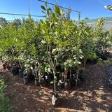 4 Yaş Aşılı Ve Tüplü Yediveren Limon Fidanı (140 Cm Üzeri)